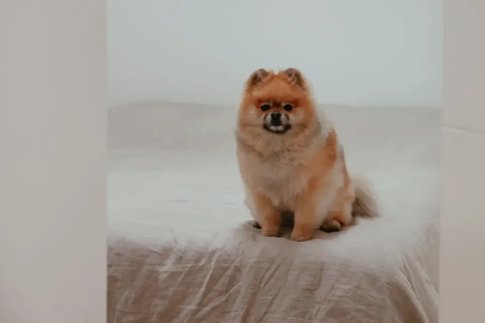 Dog on stairs