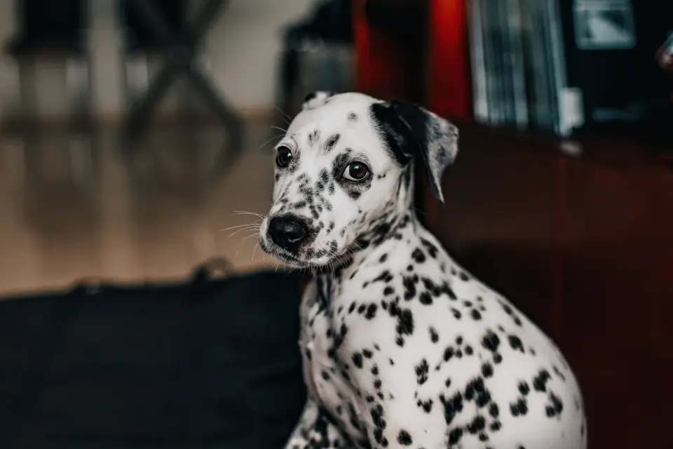 Dog on stairs