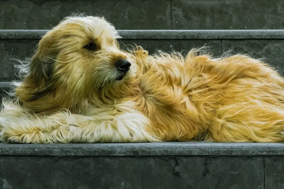 Dog on stairs