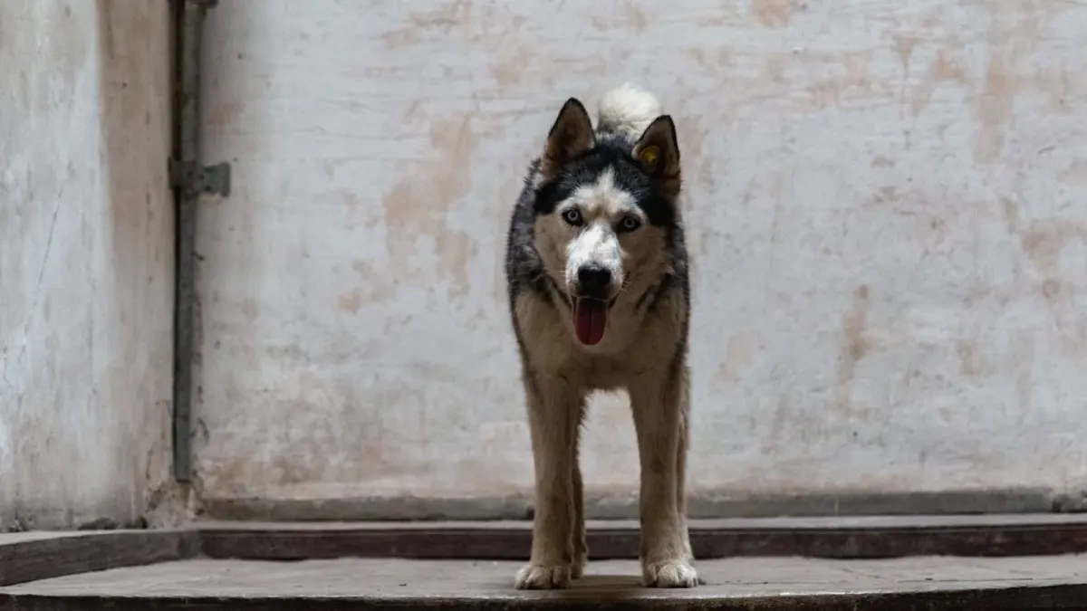 Dog on stairs