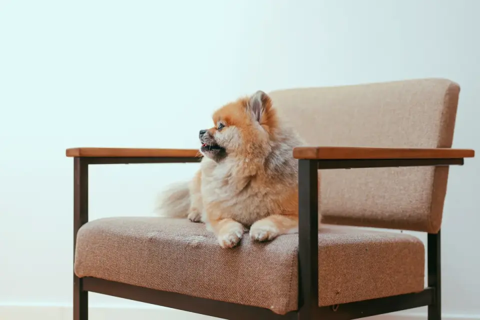 Dog on stairs
