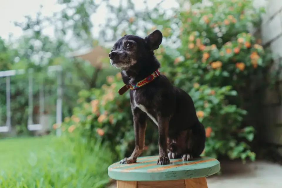 Dog on stairs