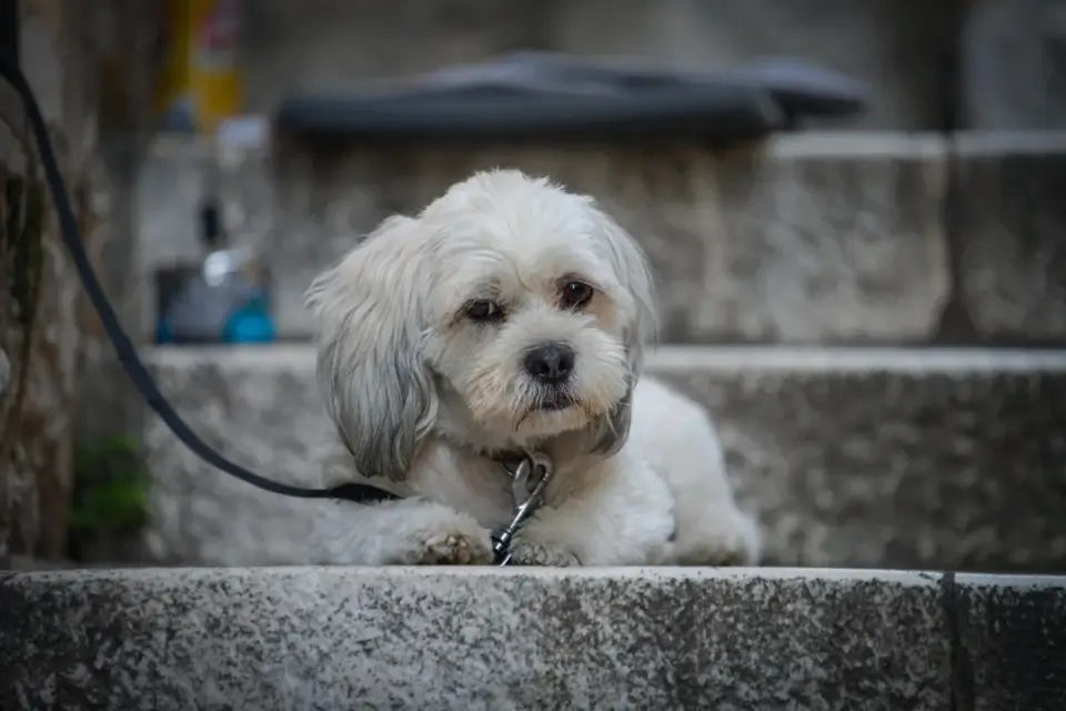 Dog on stairs
