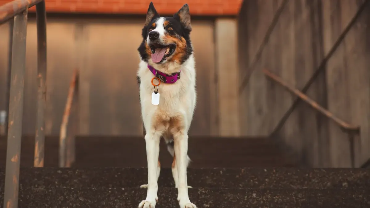 Dog on stairs