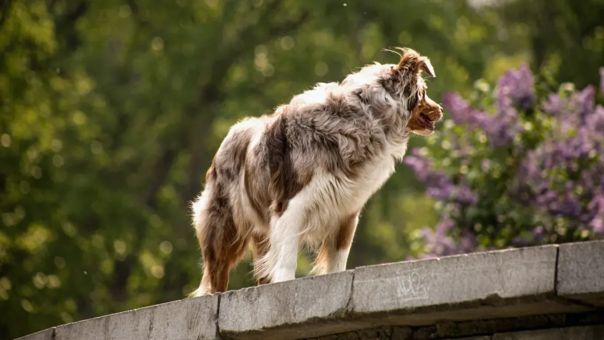 Dog on stairs