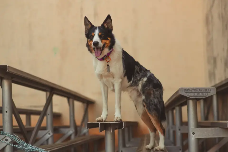 Dog on stairs