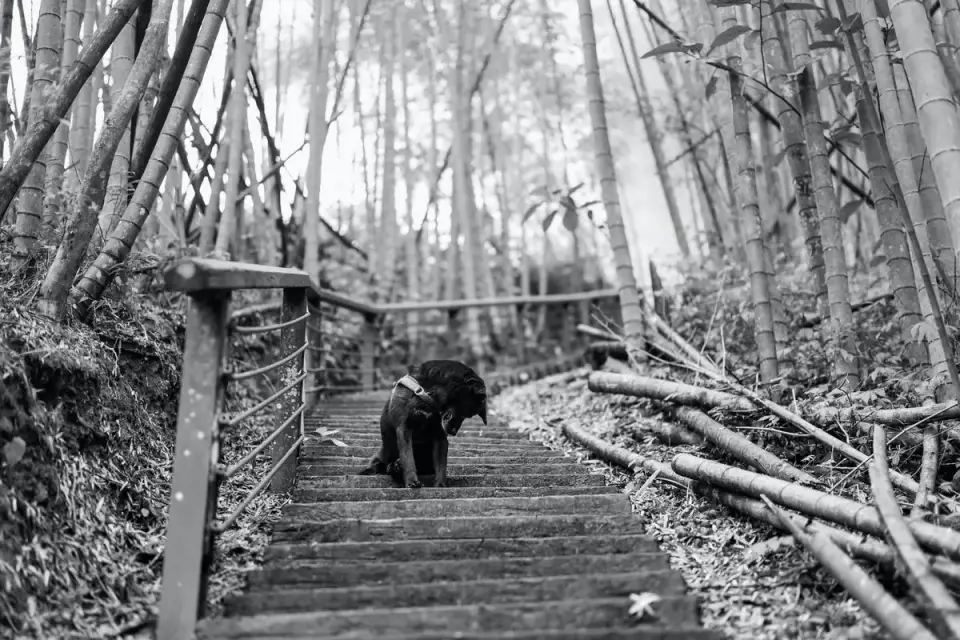 Dog on stairs