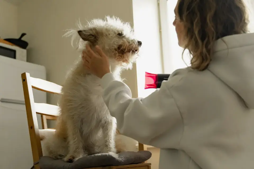Dog owner preparing a meal