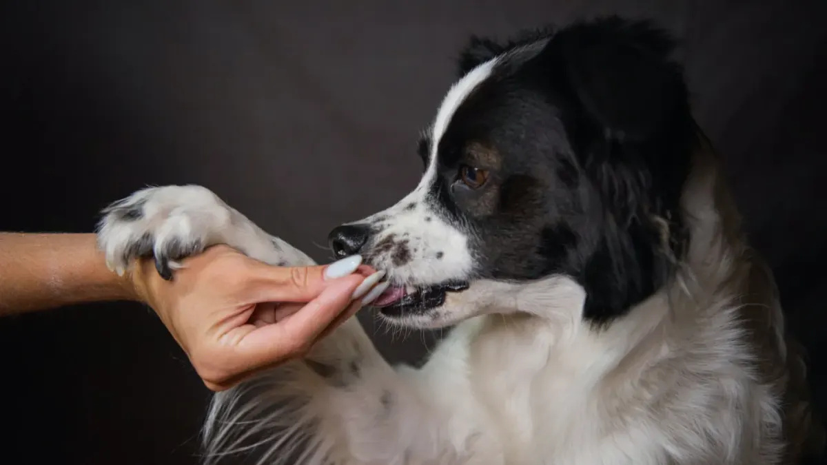 Dog owner preparing a meal