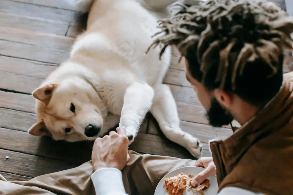 Dog owner preparing a meal
