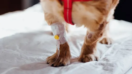 Dog paws close up