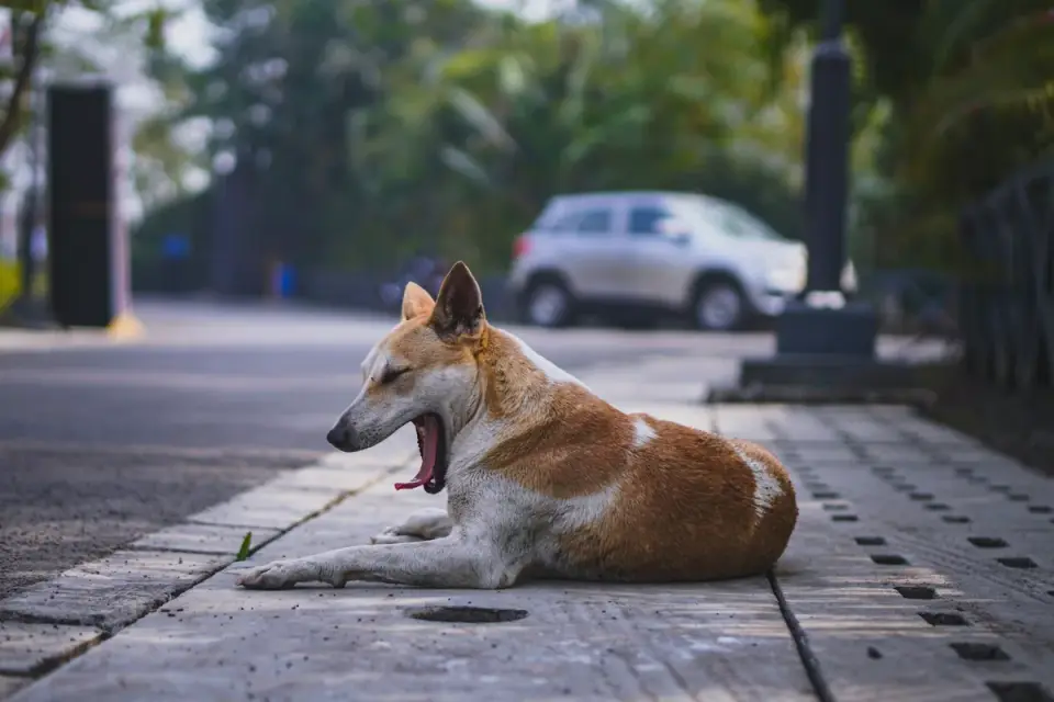 Dog resting after a walk