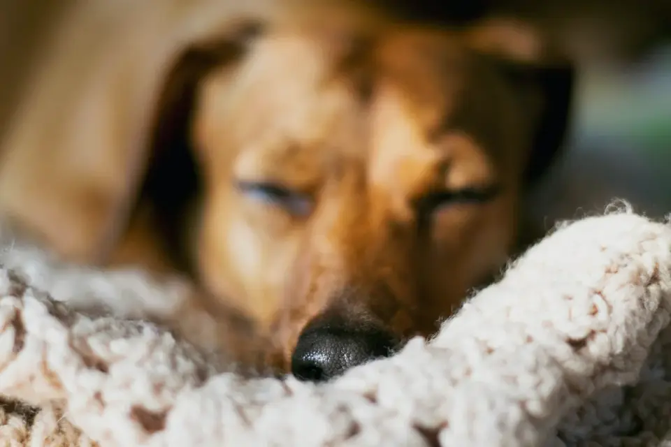 Dog resting after a walk