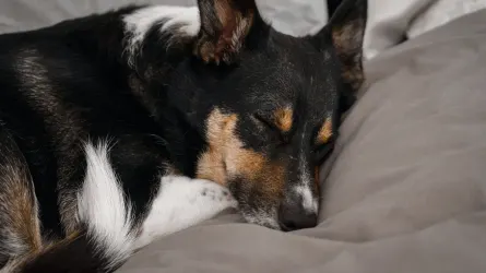 Dog resting after a walk