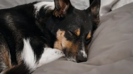 Dog resting after a walk