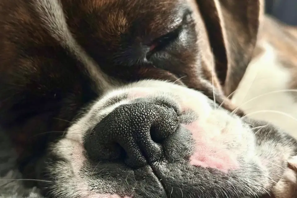 Dog resting after a walk