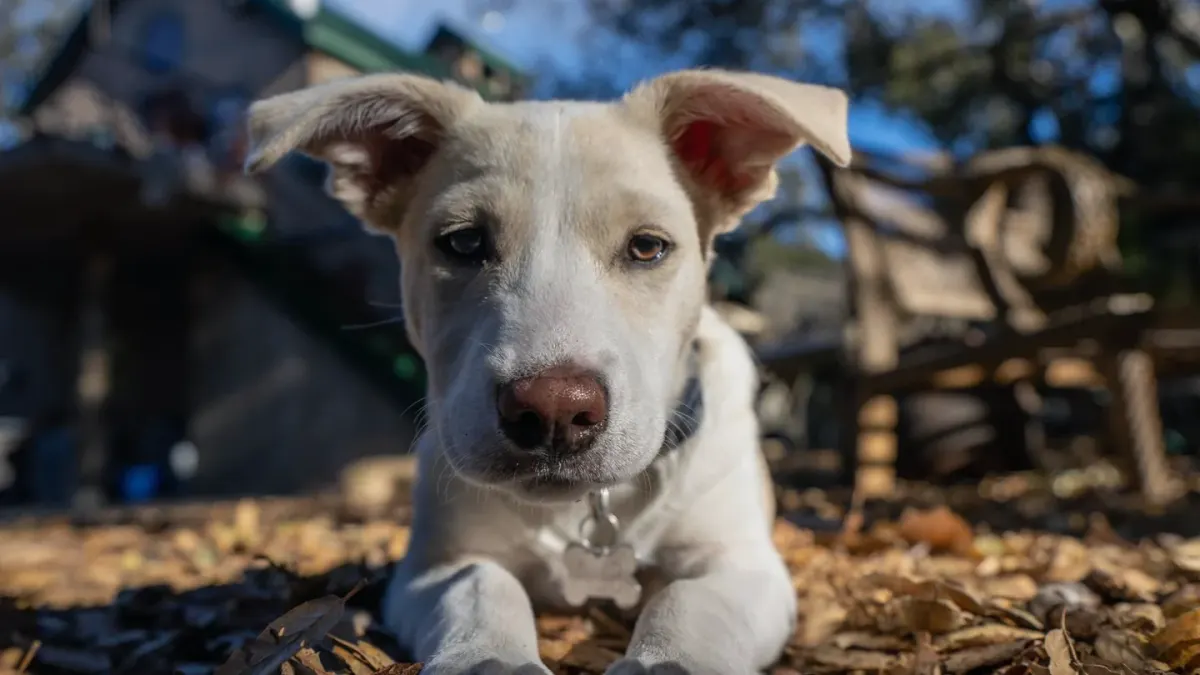 Dog resting after a walk