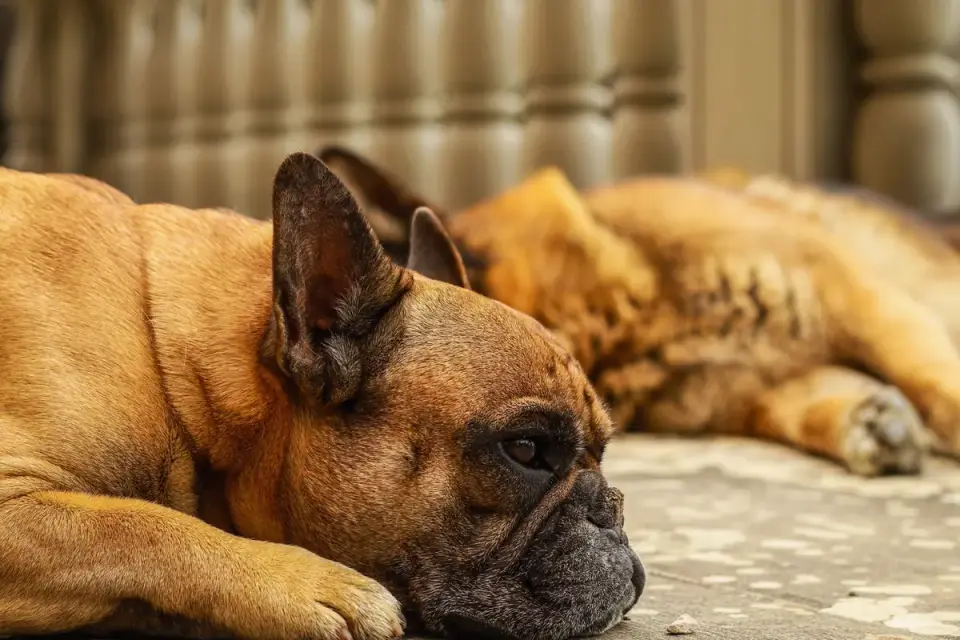 Dog resting after a walk
