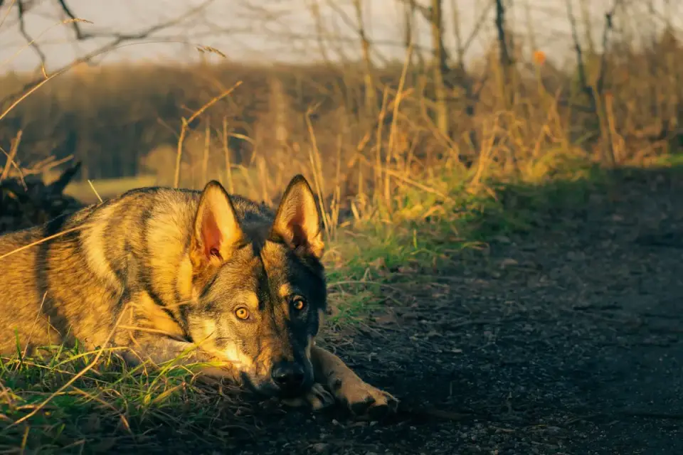 Dog resting after a walk