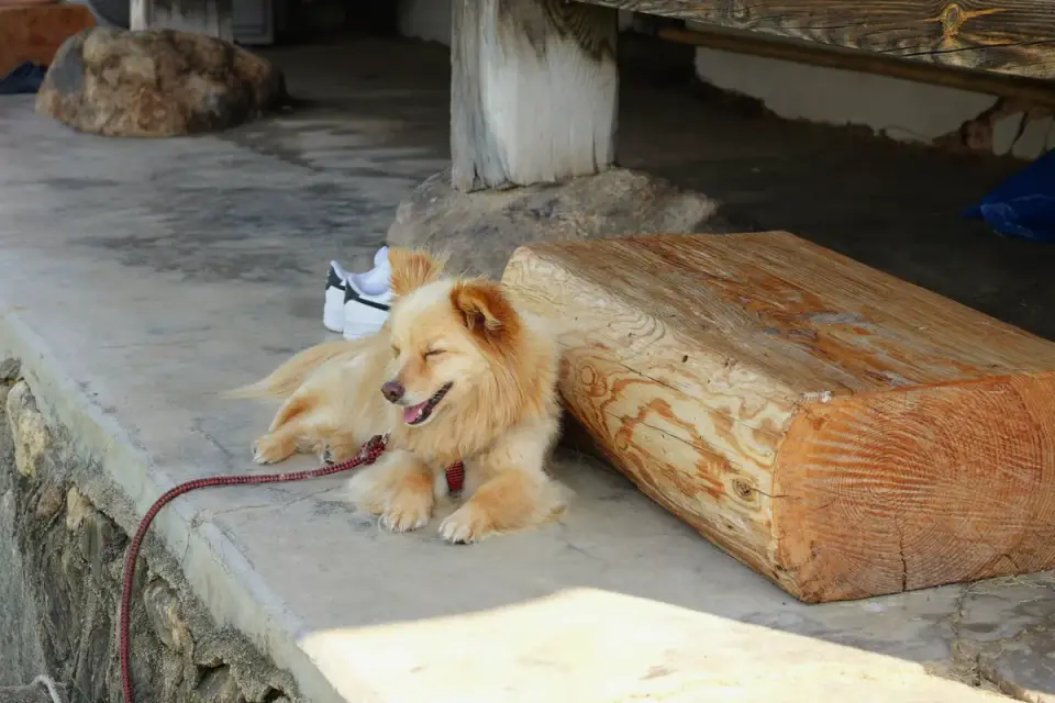 Dog resting after a walk