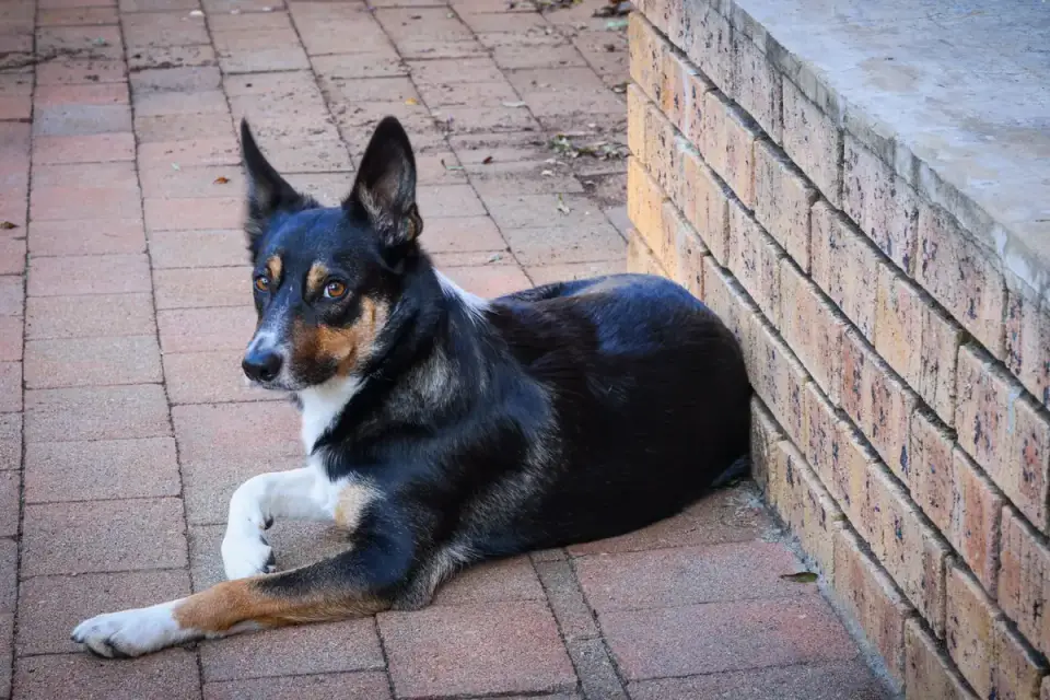 Dog resting after a walk