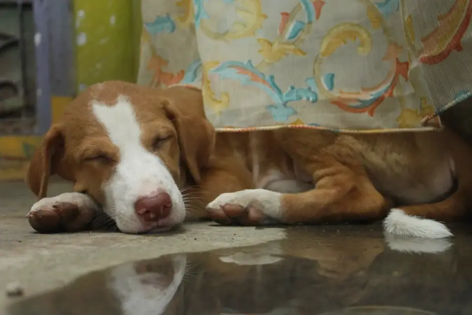 Dog resting after a walk