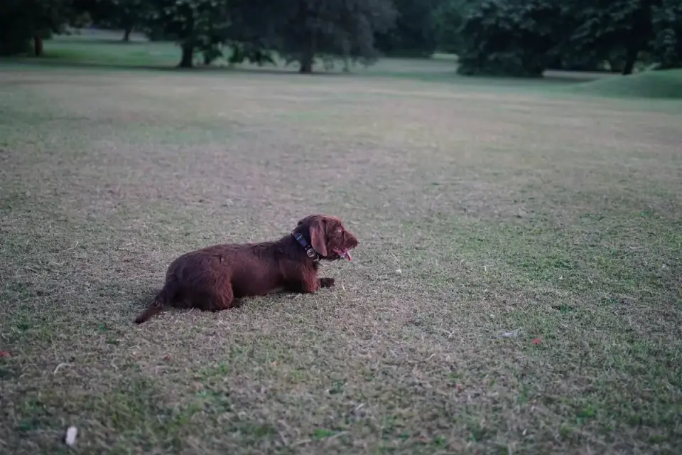 Dog resting after a walk