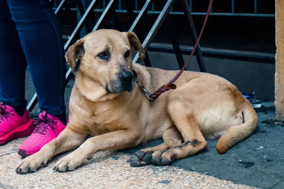 Dog resting after a walk