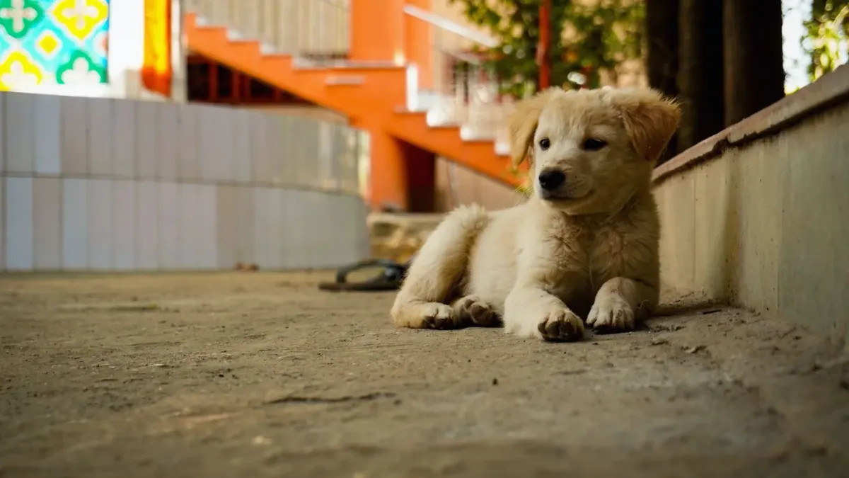 Dog resting after a walk