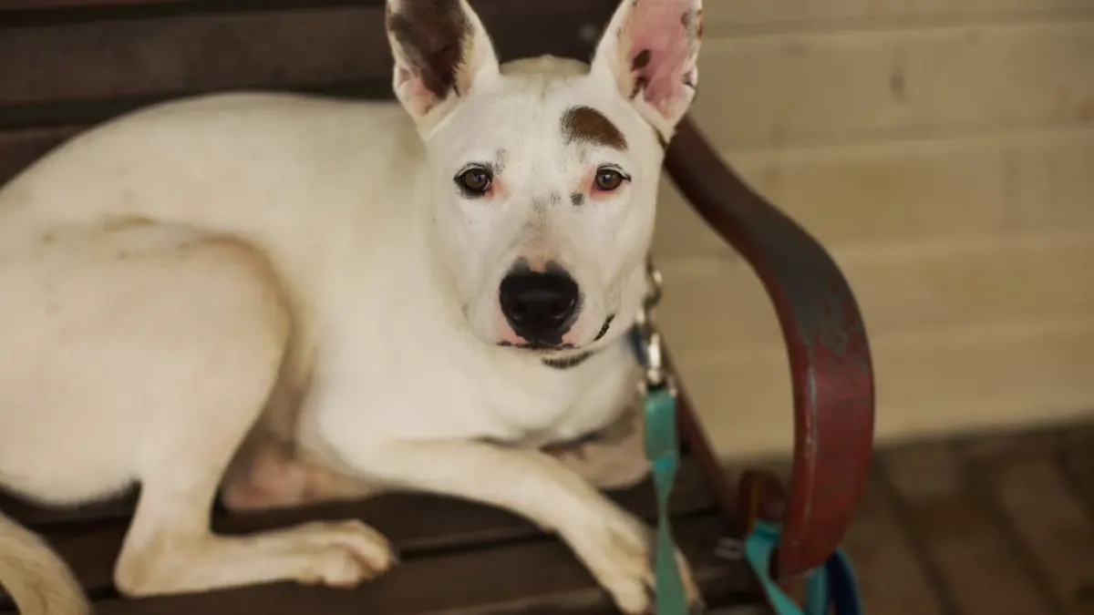 Dog resting after a walk