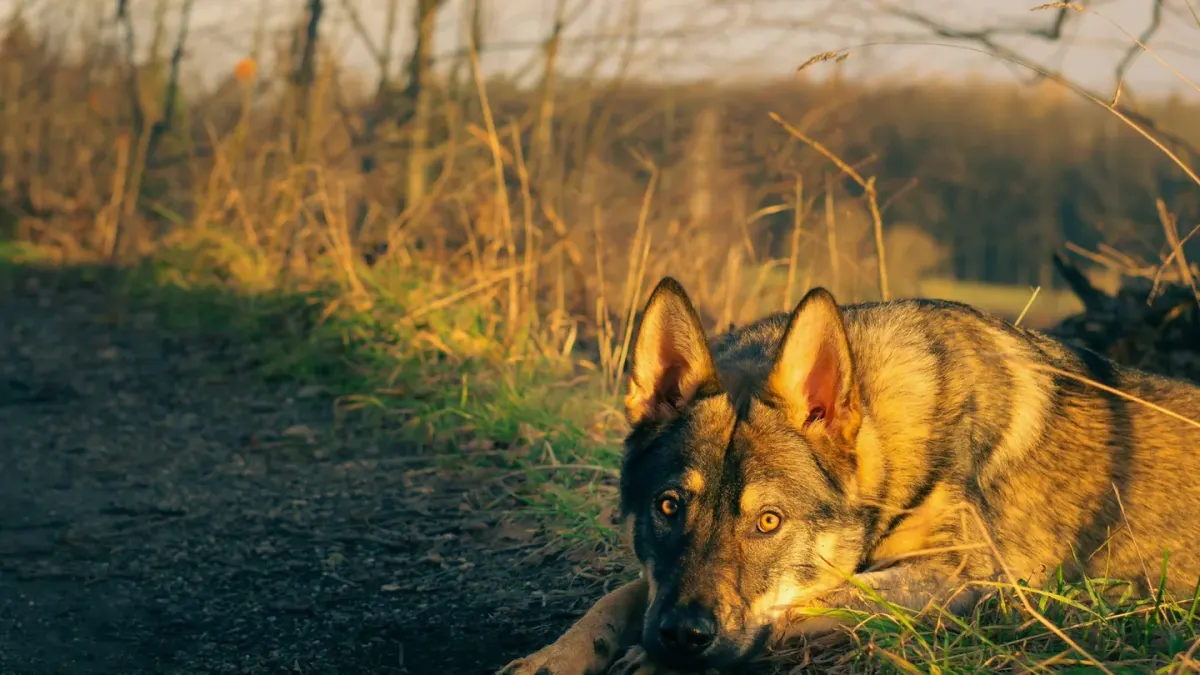 Dog resting after a walk