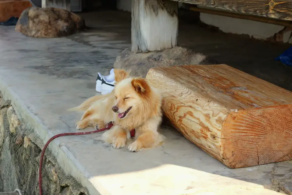 Dog resting after a walk