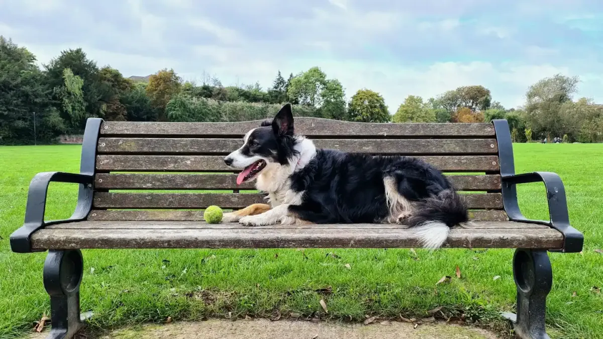 Dog resting after a walk