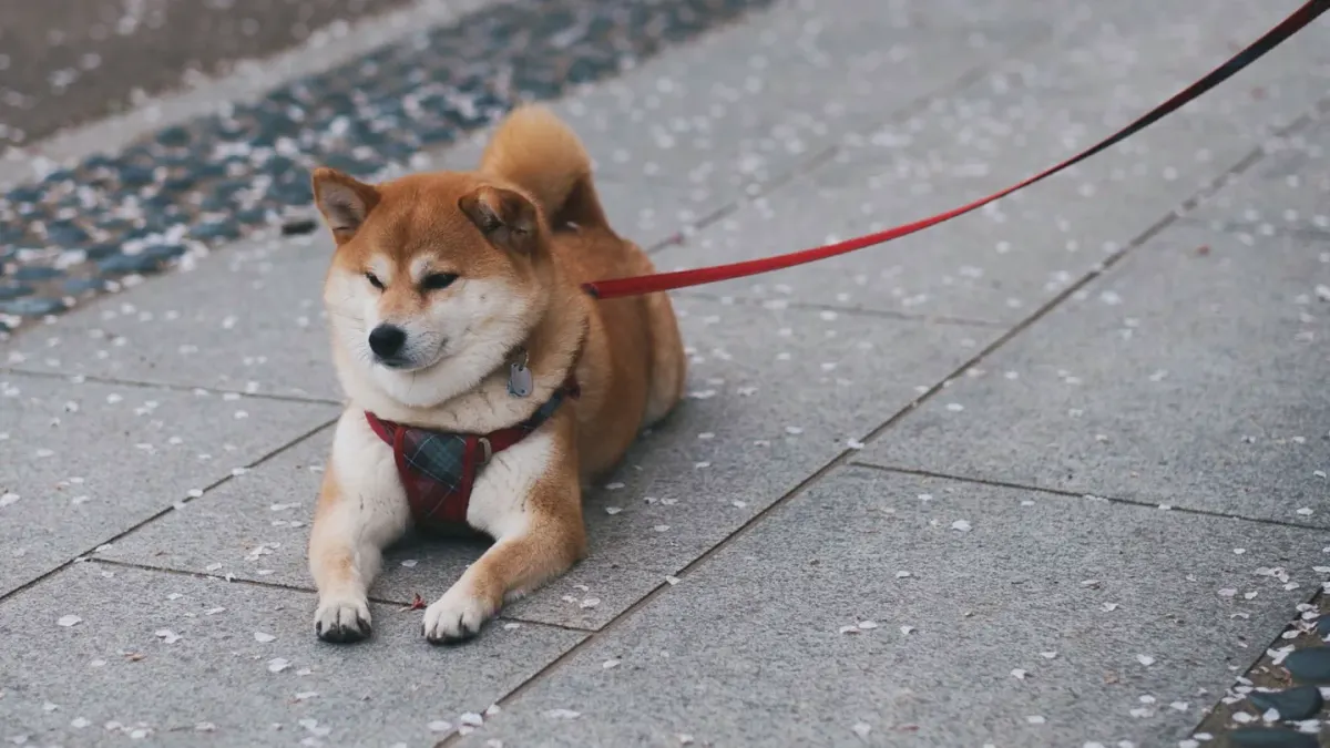 Dog resting after a walk