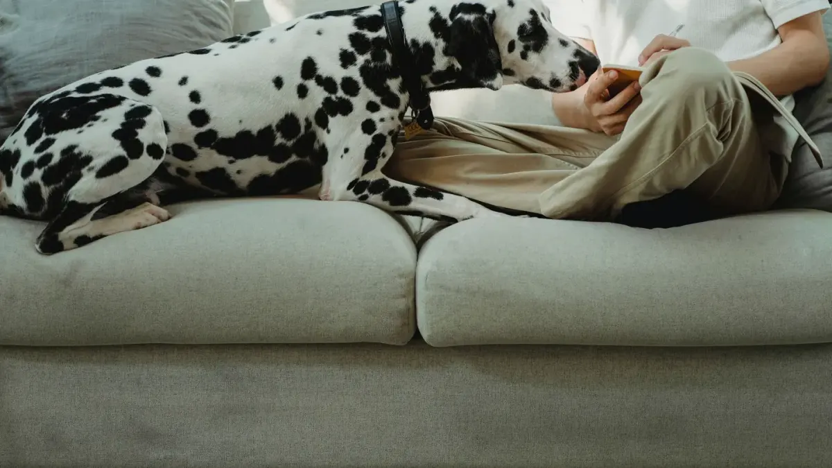 Dog resting beside an owner