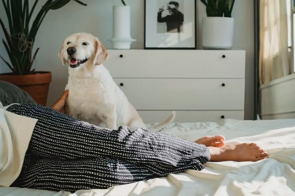 Dog resting beside an owner