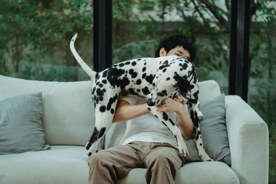 Dog resting beside an owner