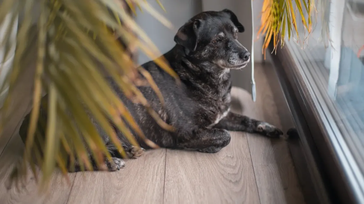 Dog resting by a window