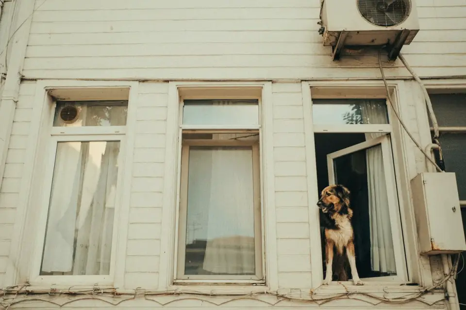 Dog resting by a window