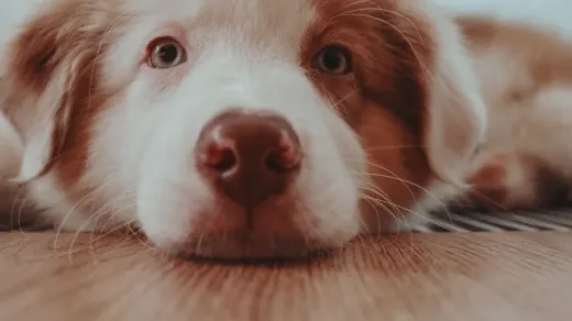 Dog resting by a window