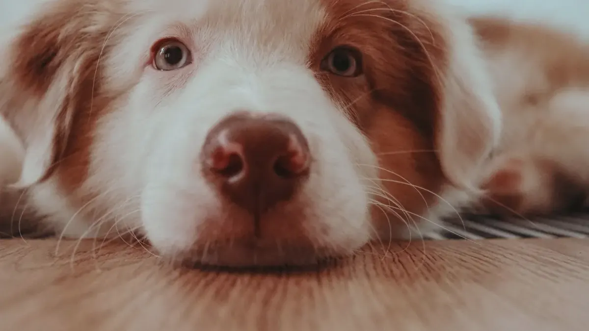 Dog resting by a window