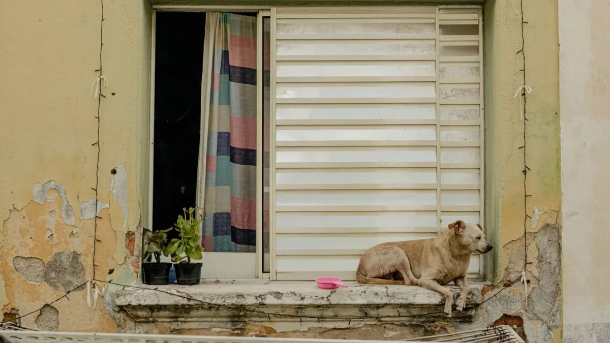 Dog resting by a window