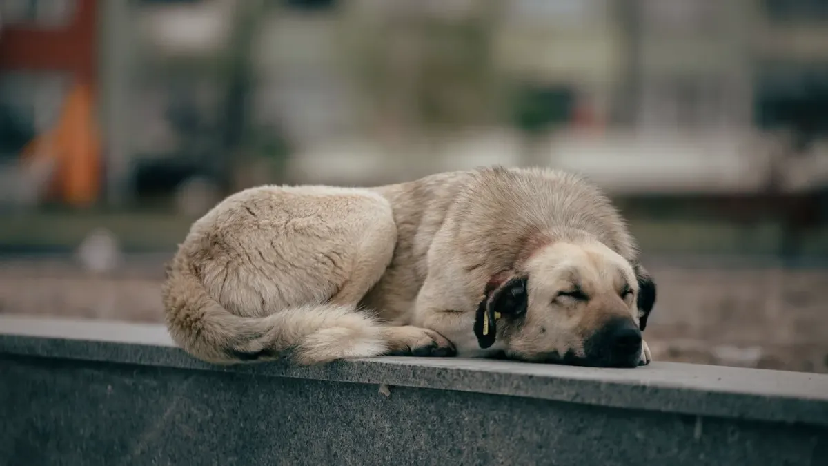 Dog resting by a window