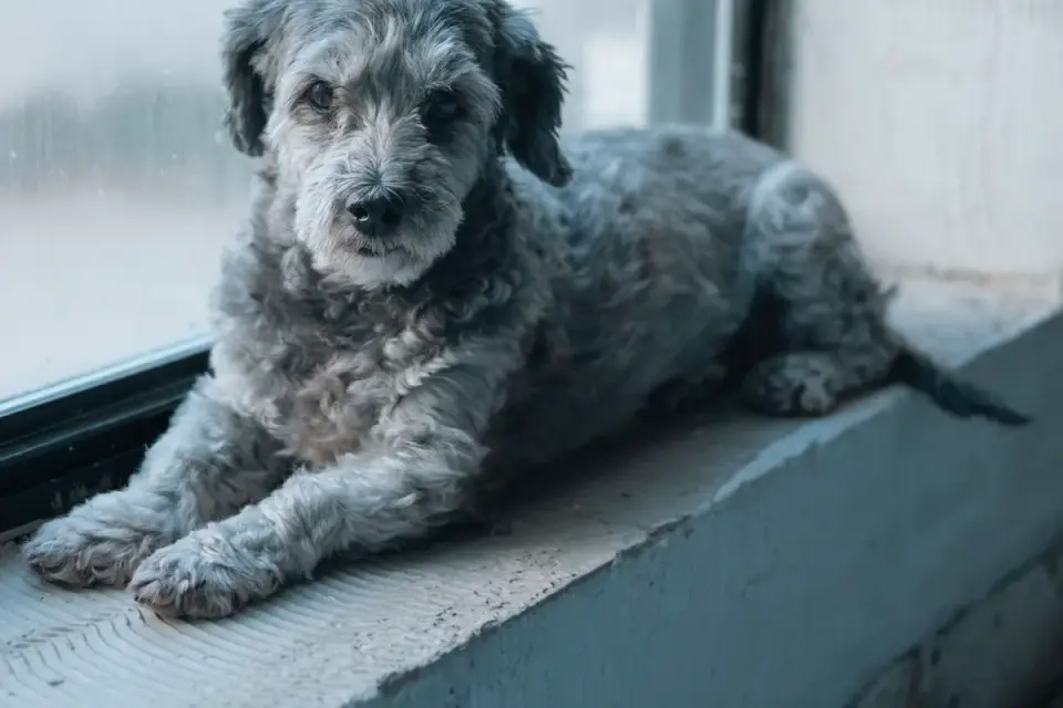 Dog resting by a window