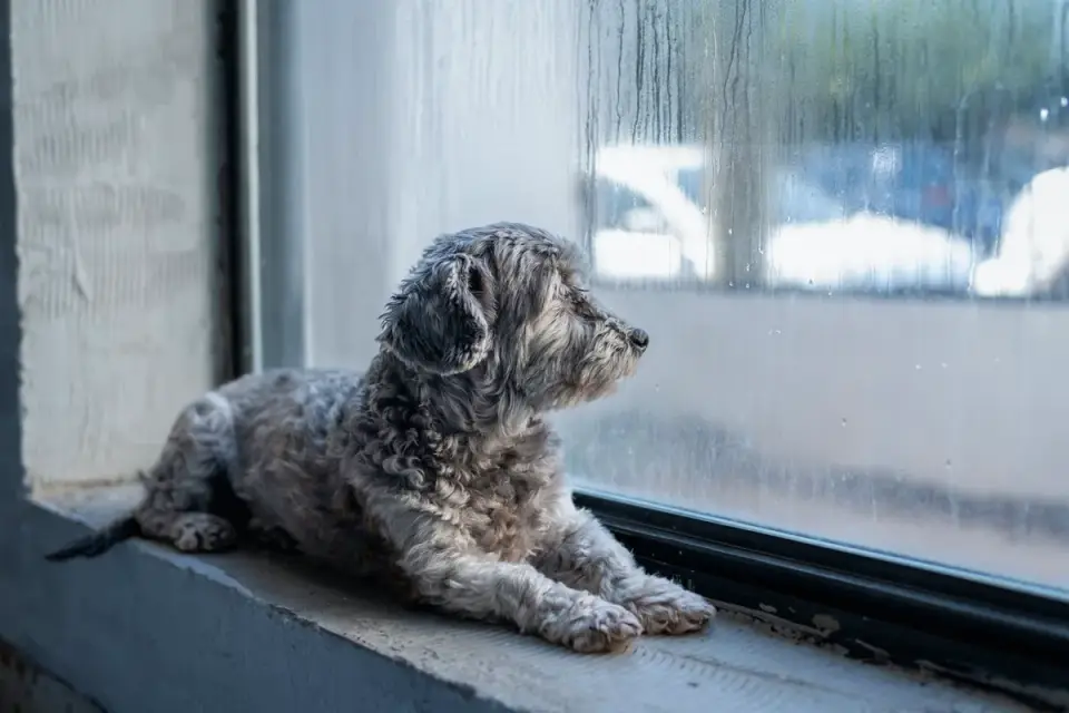 Dog resting by a window