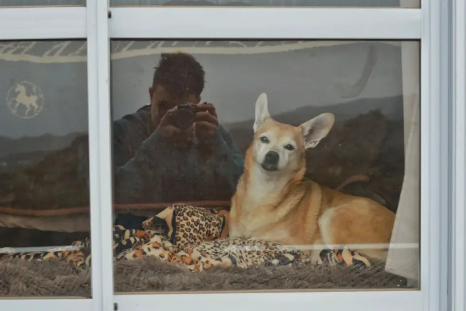 Dog resting by a window