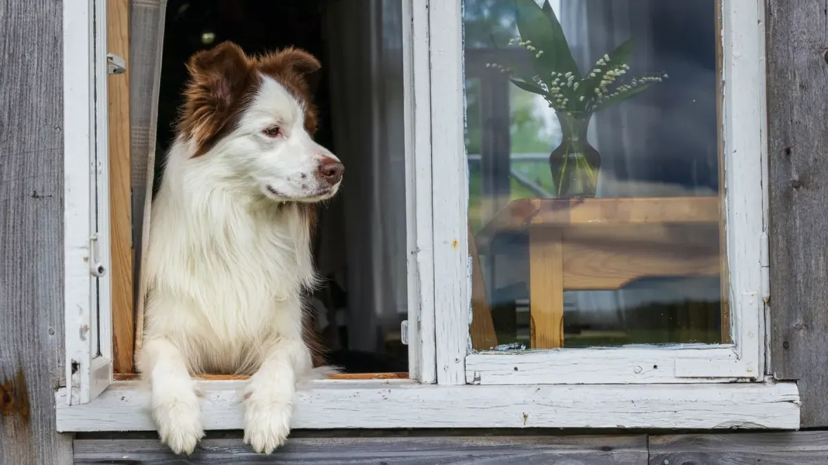Dog resting by a window