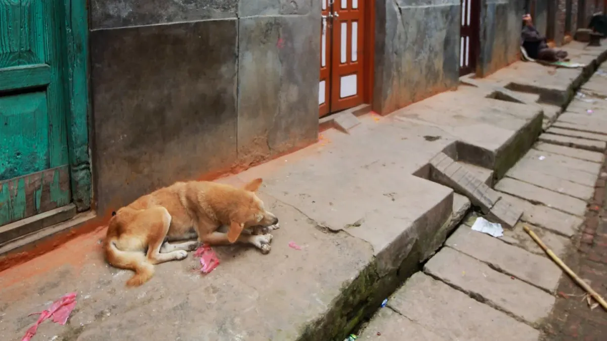 Dog resting by a window