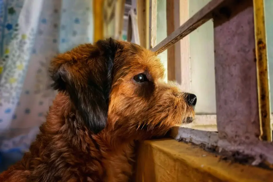 Dog resting by a window
