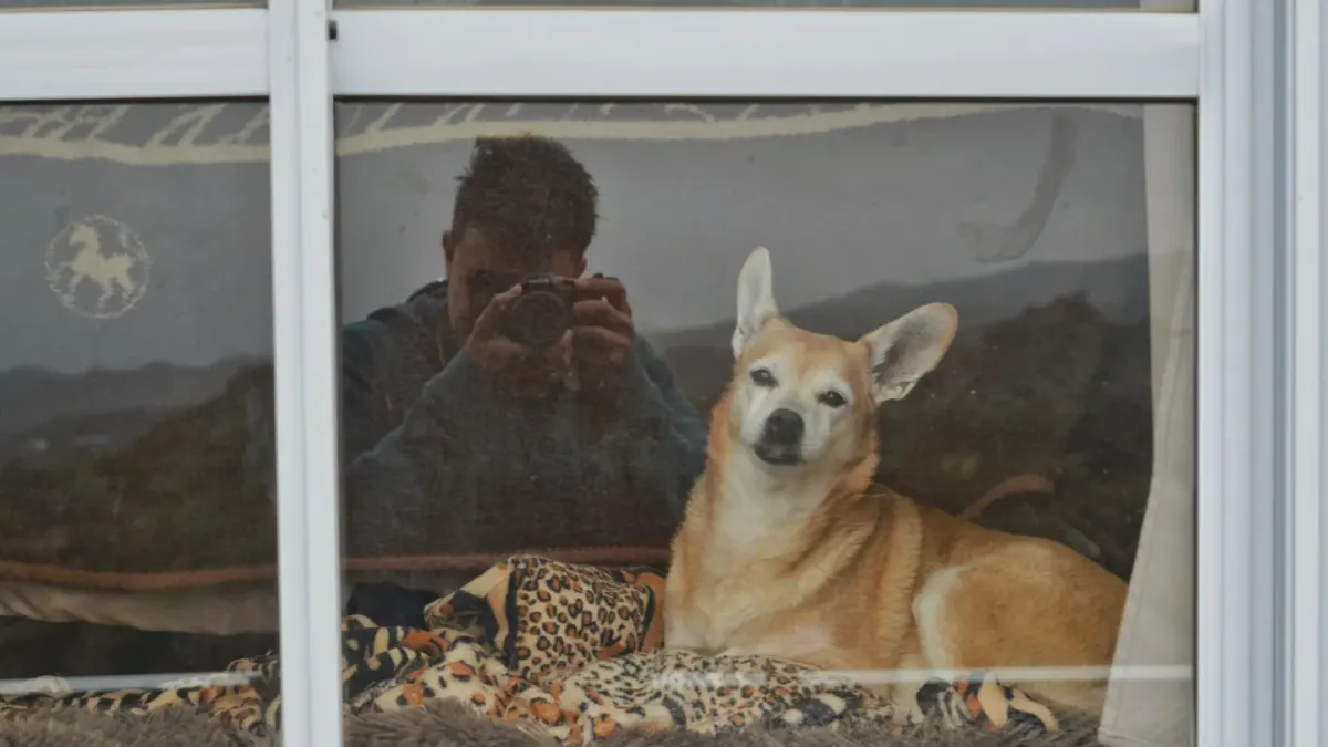 Dog resting by a window